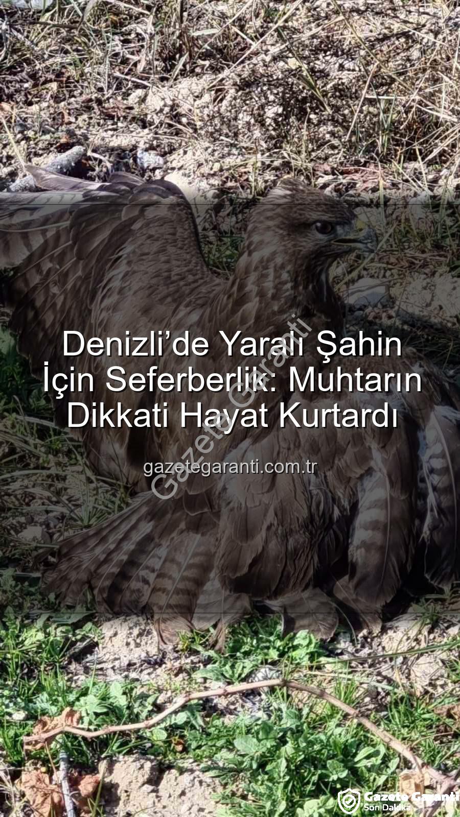 Denizli'de yaralı şahin - Denizli’de Yaralı Şahin İçin Seferberlik: Muhtarın Dikkati Hayat Kurtardı
