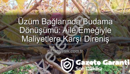 Üzüm Bağlarında Budama Maliyeti Üreticileri Aile Emeğine Yöneltti: Sarıgöl’de Yeni Dönem