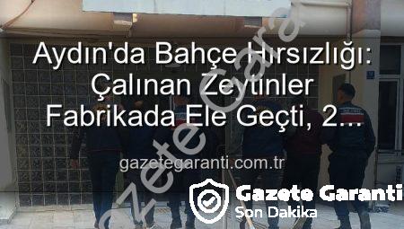 Aydın’da Bahçe Hırsızlığı: Çalınan Zeytinler Fabrikada Ele Geçti, 2 Şüpheli Yakalandı