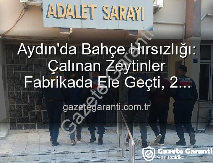 zeytin hırsızlığı - Aydın'da Bahçe Hırsızlığı: Çalınan Zeytinler Fabrikada Ele Geçti, 2 Şüpheli Yakalandı