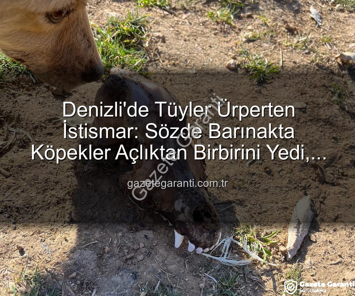 hayvan istismarı - Denizli'de Tüyler Ürperten İstismar: Sözde Barınakta Köpekler Açlıktan Birbirini Yedi, Yurt Dışı Bağışlar İddiası