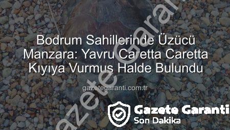 Bodrum Sahillerinde Üzücü Manzara: Yavru Caretta Caretta Kıyıya Vurmuş Halde Bulundu