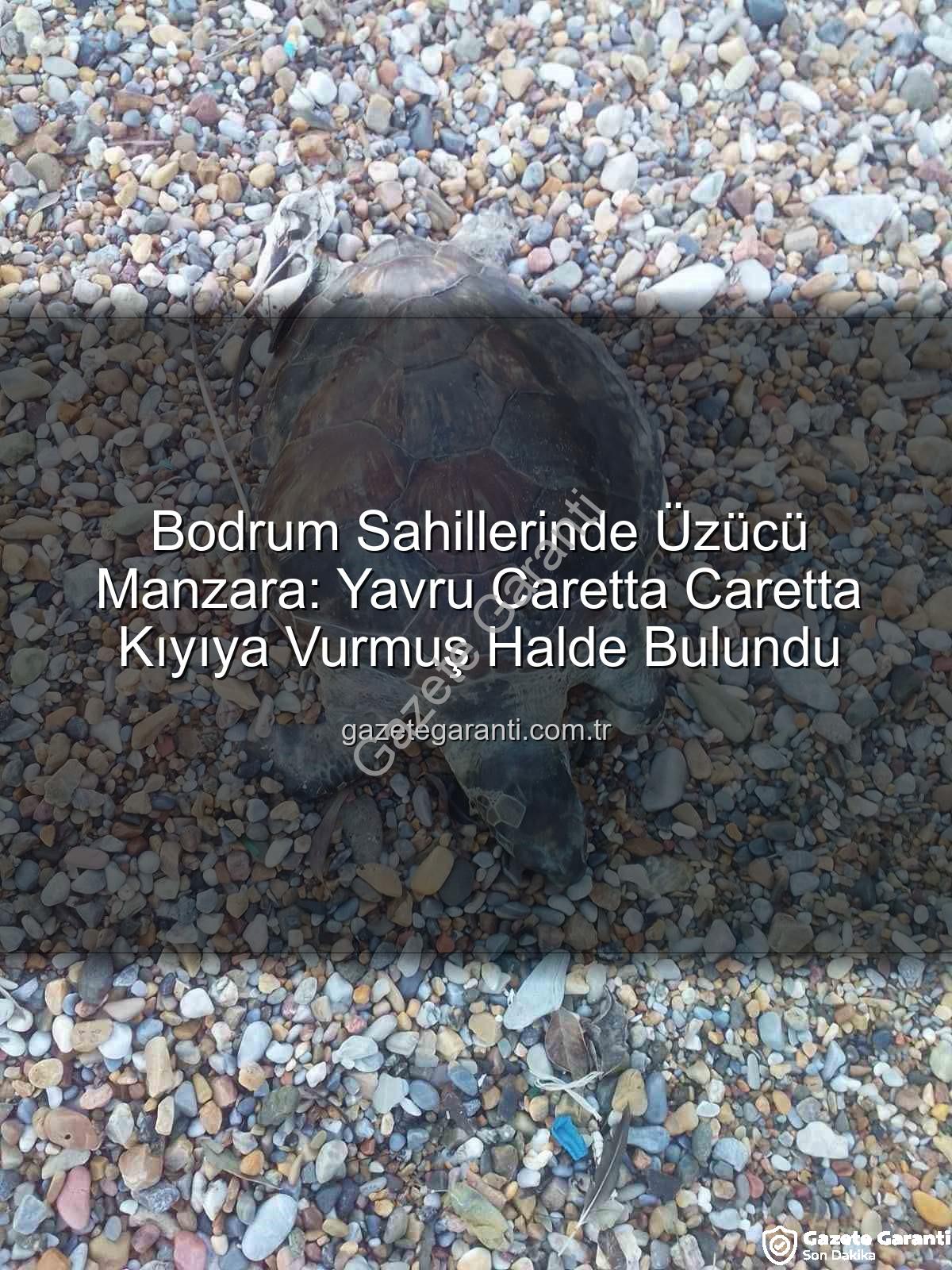 yavru caretta caretta - Bodrum Sahillerinde Üzücü Manzara: Yavru Caretta Caretta Kıyıya Vurmuş Halde Bulundu
