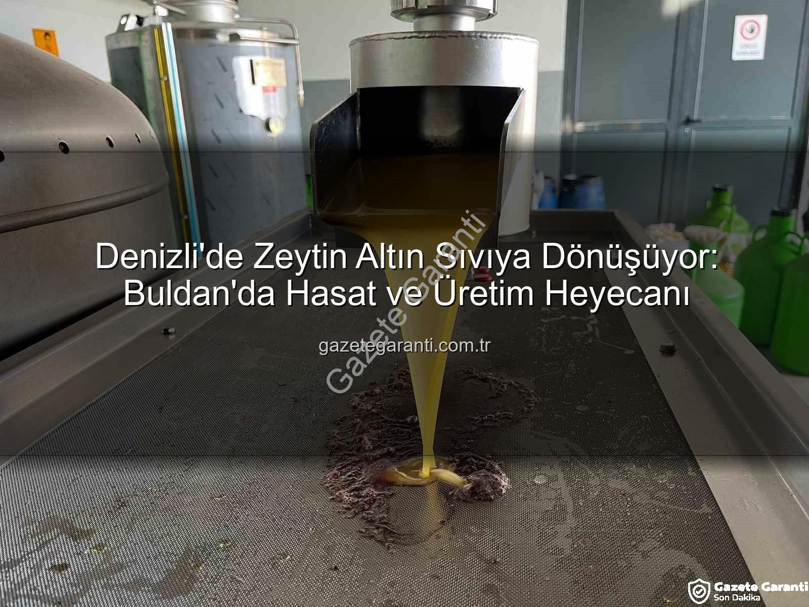 zeytin hasadı - Denizli'de Zeytin Altın Sıvıya Dönüşüyor: Buldan'da Hasat ve Üretim Heyecanı