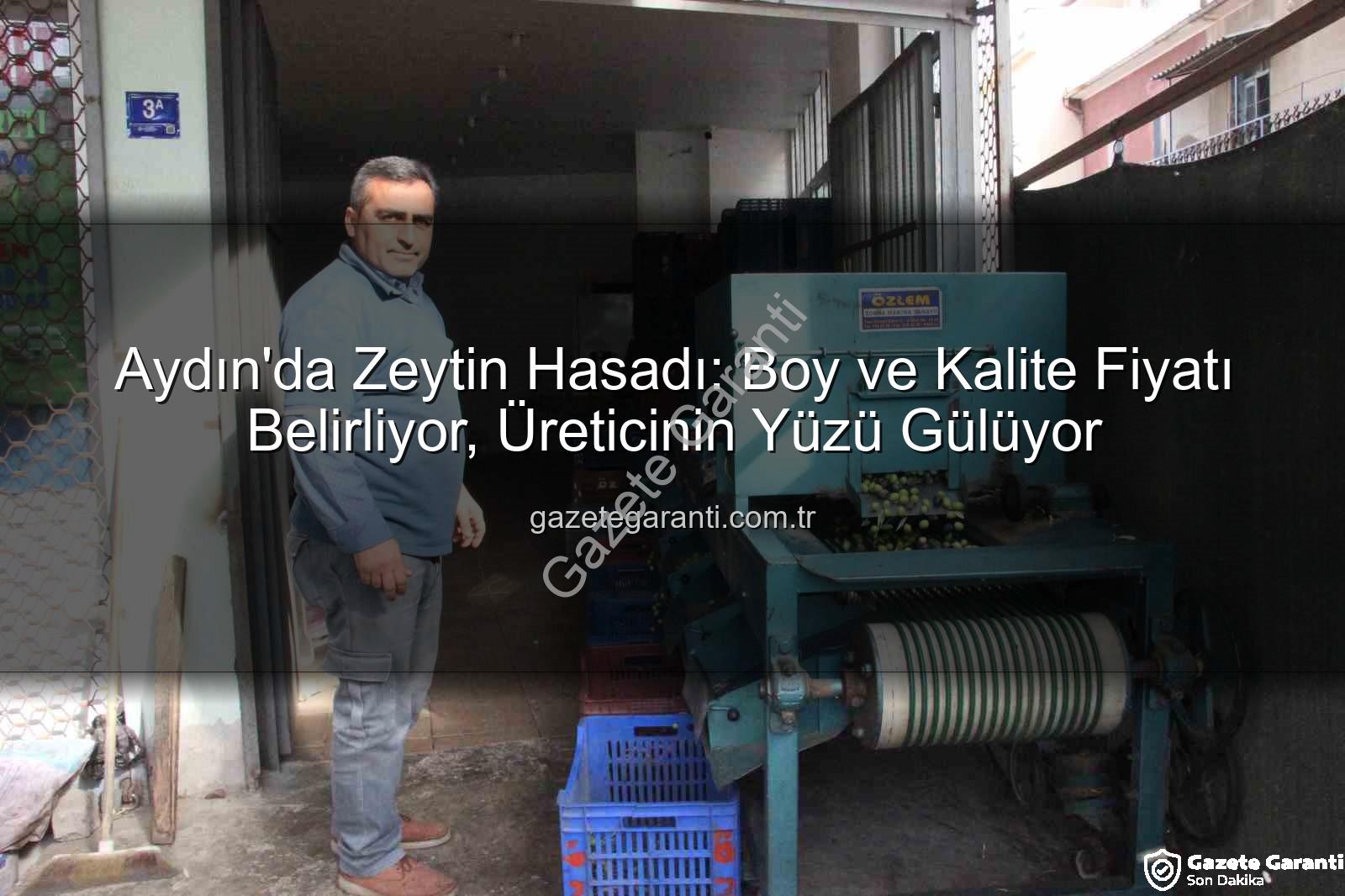 zeytin fiyatları - Aydın'da Zeytin Hasadı: Boy ve Kalite Fiyatı Belirliyor, Üreticinin Yüzü Gülüyor