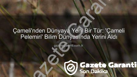 Çameli’nden Dünyaya Yeni Bir Tür: ‘Çameli Pelemiri’ Bilim Dünyasında Yerini Aldı