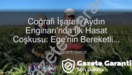 Coğrafi İşaretli Aydın Enginarı’nda İlk Hasat Coşkusu: Ege’nin Bereketli Topraklarından Sofralara