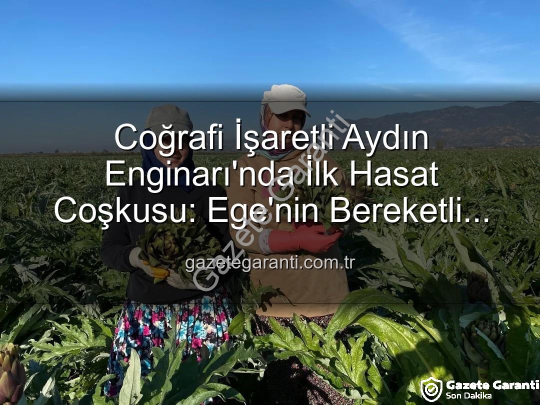 Aydın Enginarı - Coğrafi İşaretli Aydın Enginarı'nda İlk Hasat Coşkusu: Ege'nin Bereketli Topraklarından Sofralara