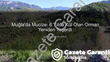 Muğla’da Mucize: 6 Yılda Kül Olan Orman Yeniden Yeşerdi