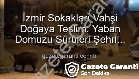İzmir Sokakları Vahşi Doğaya Teslim: Yaban Domuzu Sürüleri Şehri İstila Etti!