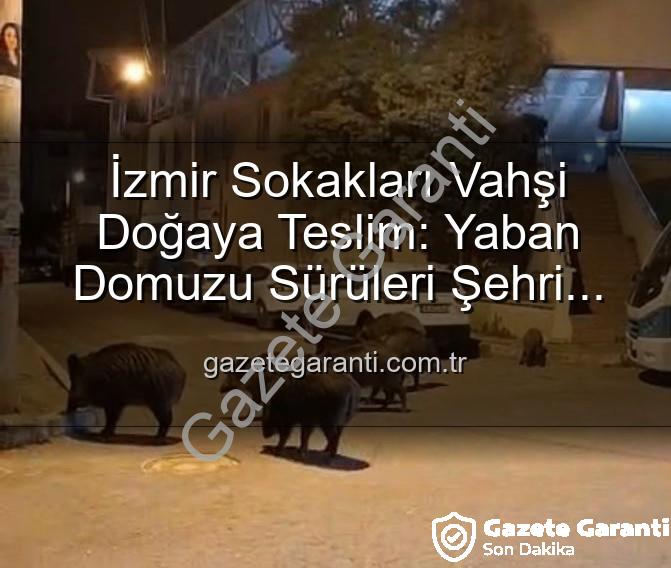 yaban domuzu - İzmir Sokakları Vahşi Doğaya Teslim: Yaban Domuzu Sürüleri Şehri İstila Etti!